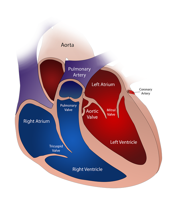 Cardiac cycle overview : Heart performance