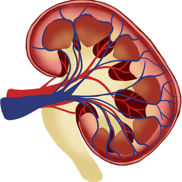 Kidney diseases and dysfunctions