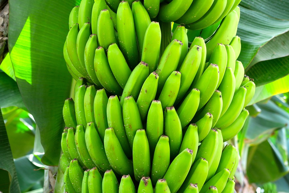 Awesome health benefits of banana, nutrition source