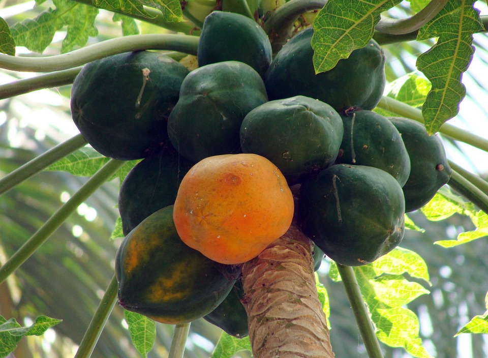 Papaya Facts of health benefits, papaya nutrition