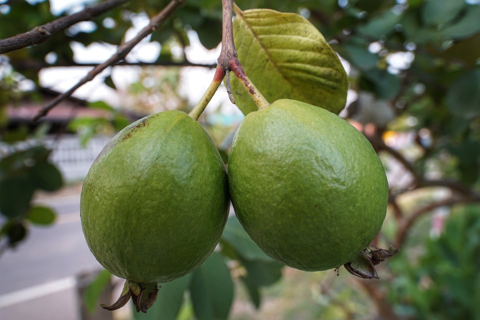 Health benefits of guava, Fruits, Guava uses.