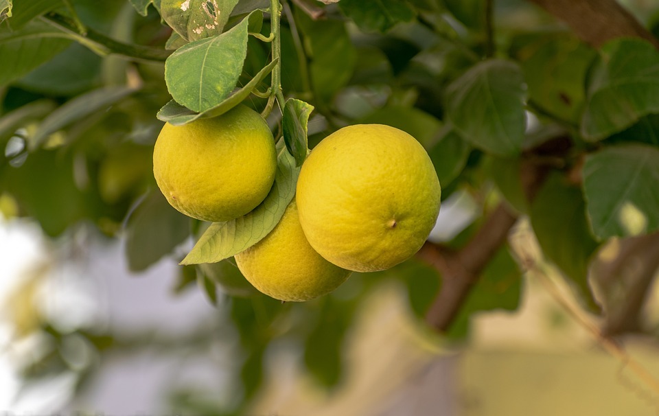 Lemon nutrition facts, Lemon health benefits