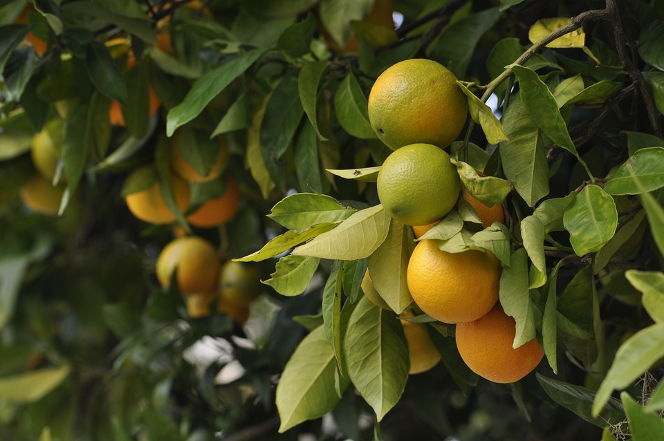 Orange fruit benefits, health and tips.